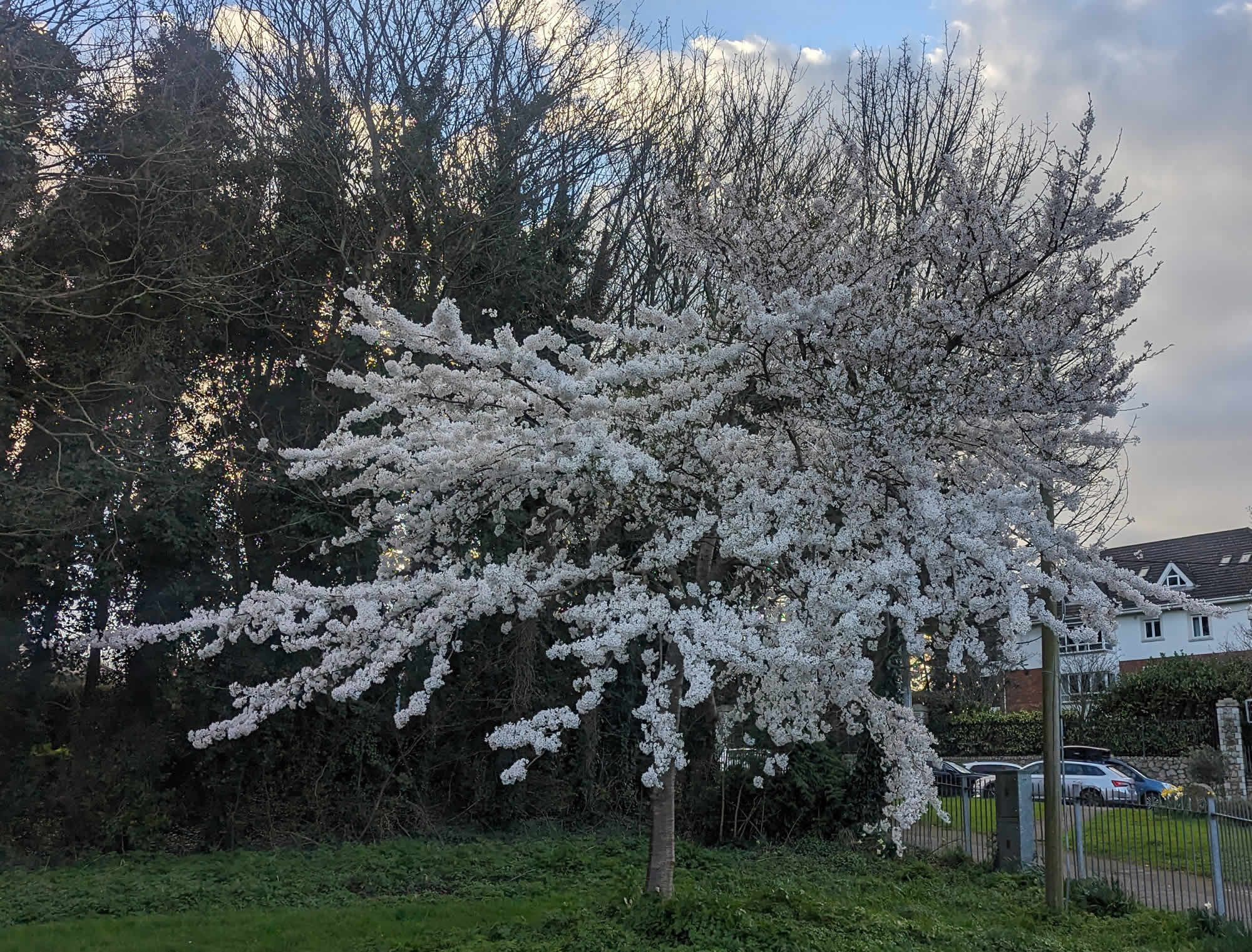 Cherry Blossom Tree, Kilbogget Park, Dublin, Ireland around 18th March 2024