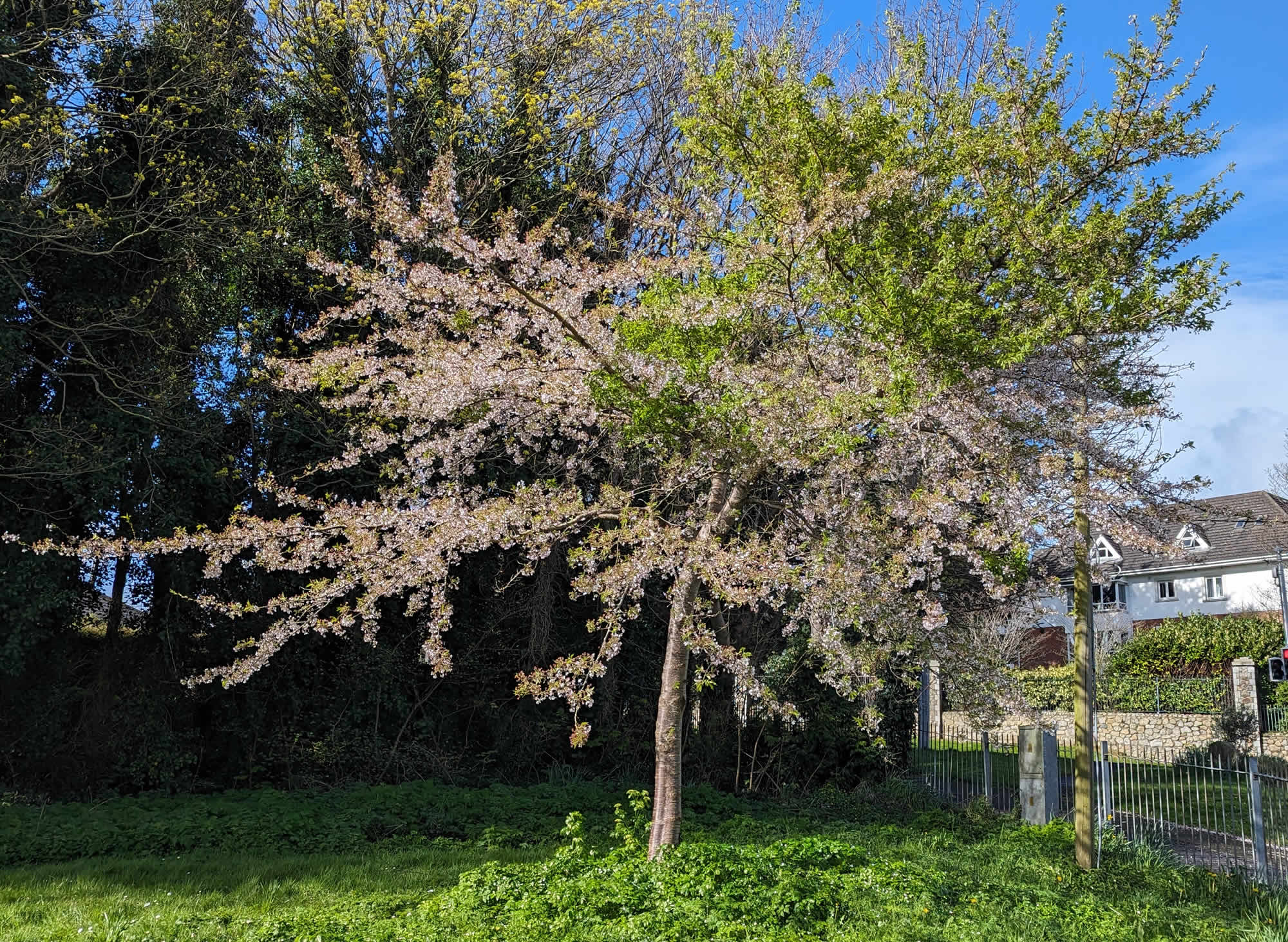 The same cherry blossom tree but two weeks later, Kilbogget Park, Dublin, Ireland 29th March 2024