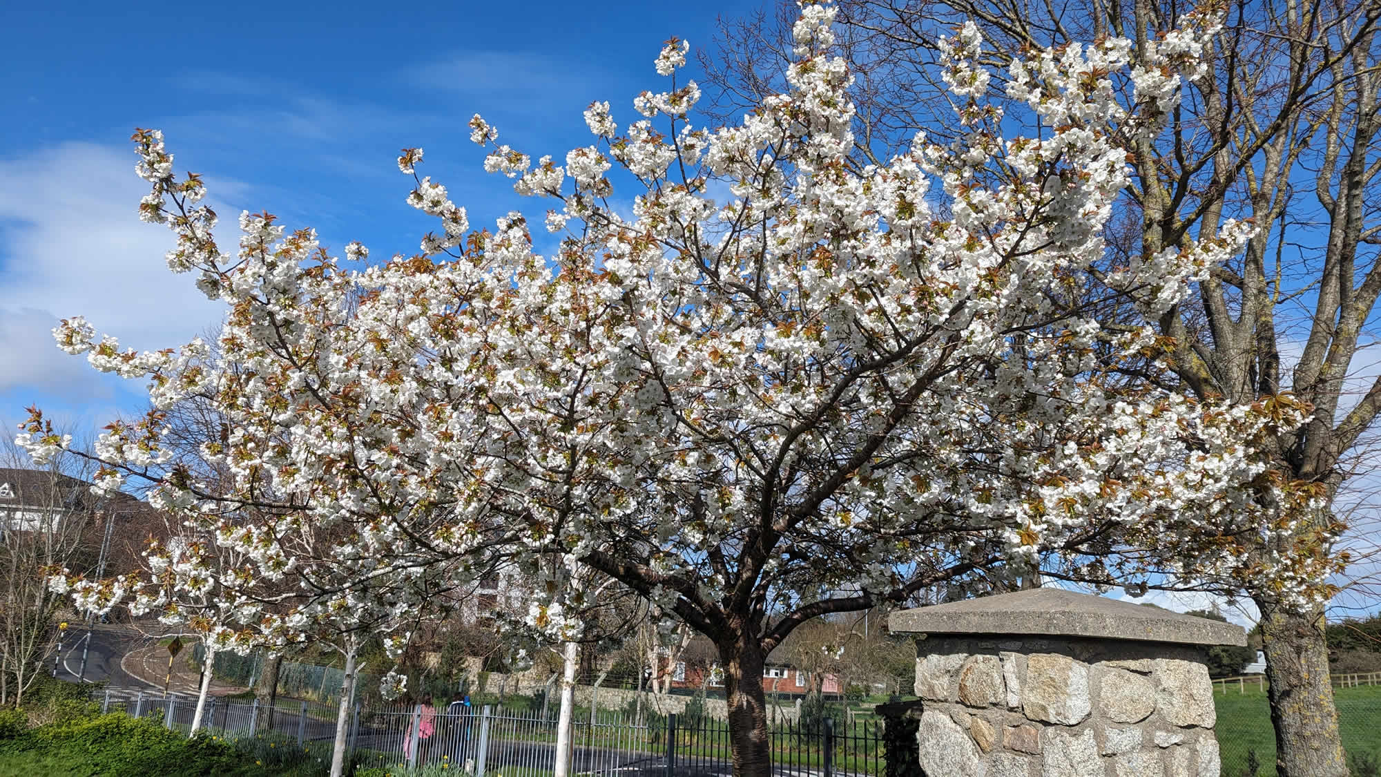 Hybrid cherry tree, Kilbogget Park, Dublin, Ireland 29th March 2024