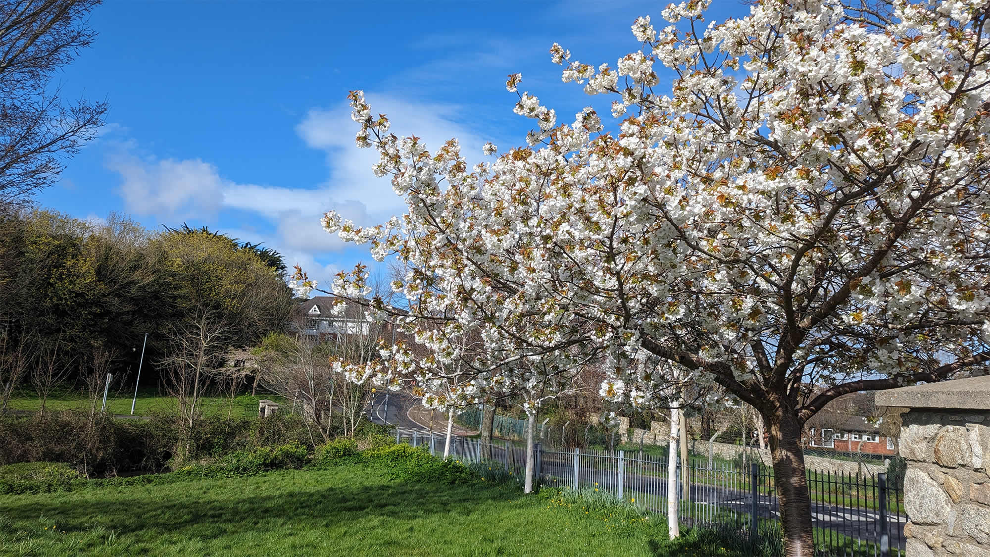 Phto of a hybrid cheery tree - the Japanese cherry tree is in the far distance,  Kilbogget Park, Dublin, Ireland 29th March 2024